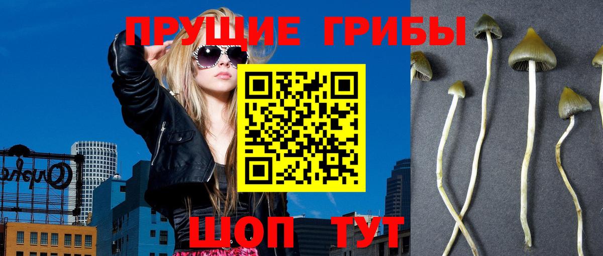 Мариинск  Псилоцибиновые грибы Psilocybe  Вход с VPN  Галлюциногенные грибы Psilocybe 
